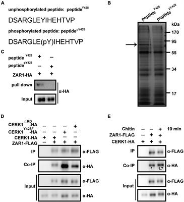 The Zygotic Division Regulator ZAR1 Plays a Negative Role in Defense Against Botrytis cinerea in Arabidopsis